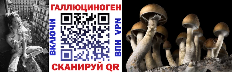 сколько стоит  Ессентуки  Псилоцибиновые грибы Cubensis 